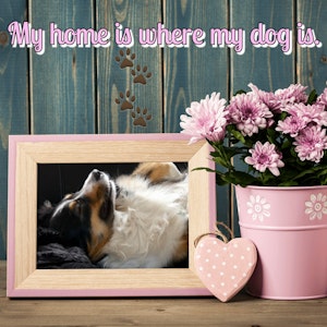 My home is where my dog is..