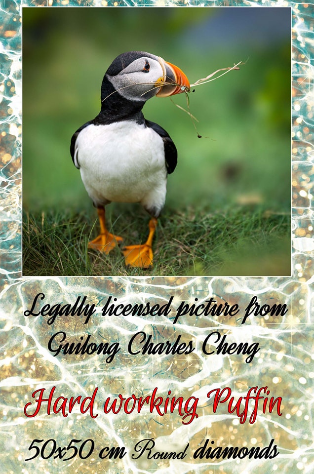 Lundefugl Hard working puffin ©Guilong Charles Cheng