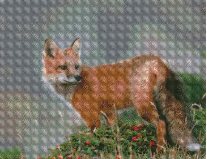 Rev Beautiful fox ©Guilong Charles Cheng