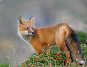 Rev Beautiful fox ©Guilong Charles Cheng