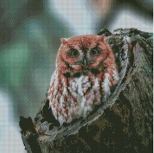 Ugle Are you looking at me? ©Guilong Charles Cheng