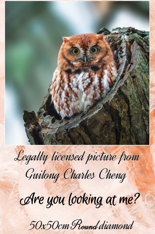 Ugle Are you looking at me? ©Guilong Charles Cheng