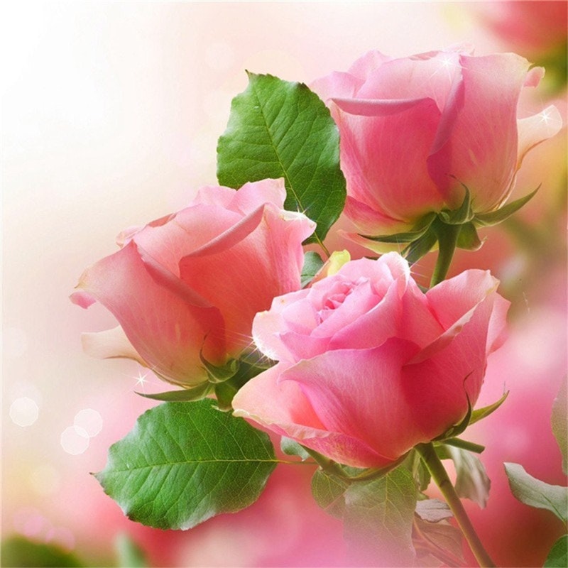 Tre rosa roser