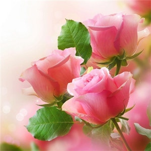 Tre rosa roser