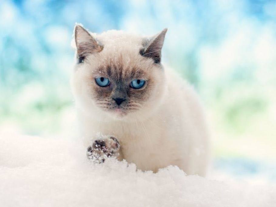 Hvit katt i snø