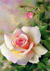 Rosa rose og knopp