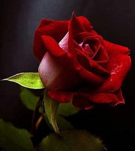 Rød rose