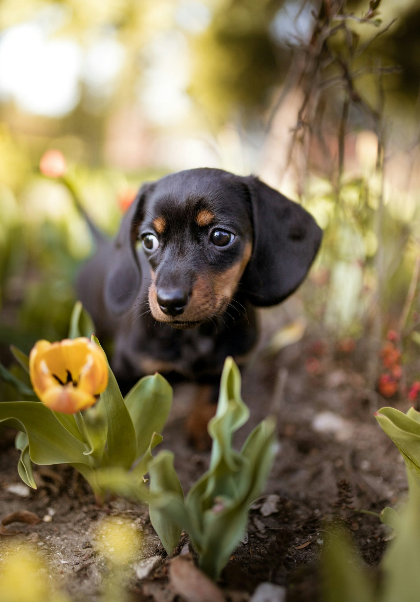 Liten og forsiktig hund - Perlebilder