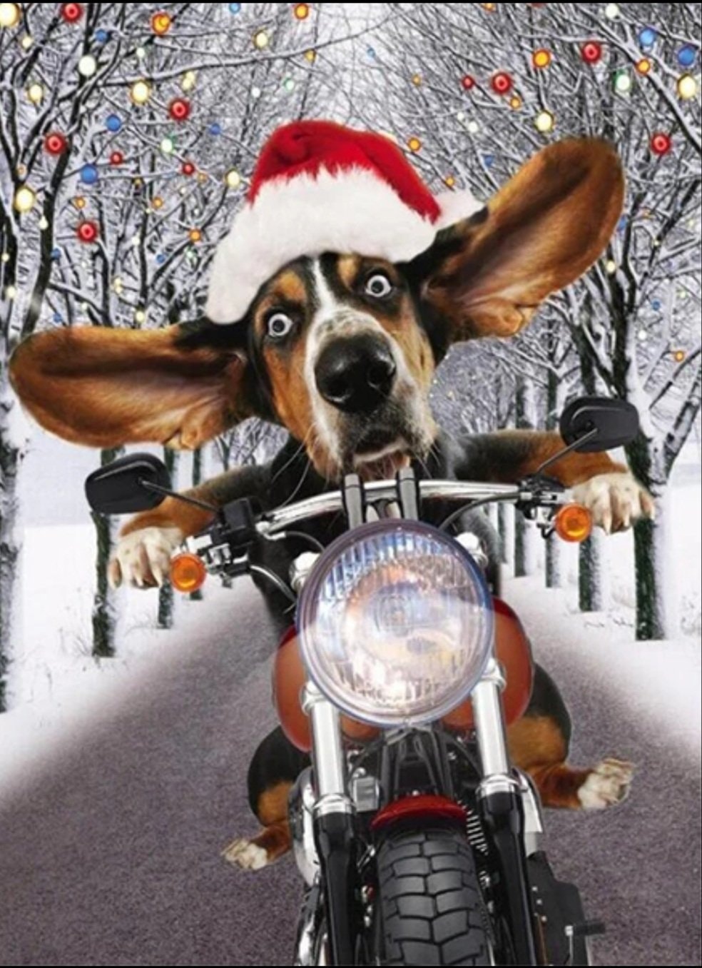 Hjem til jul