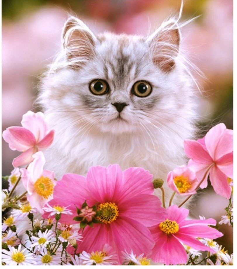 Katt med rosa blomster