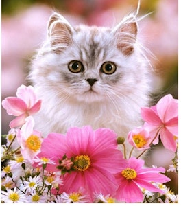 Katt med rosa blomster
