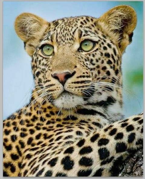 Leopard