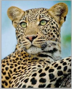 Leopard