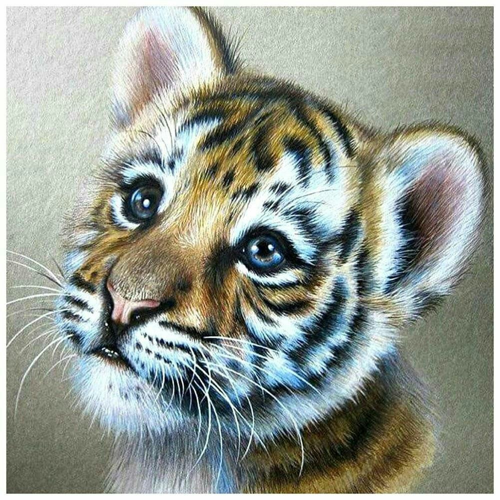 Søt tiger