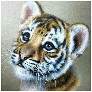 Søt tiger