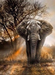 Elefant