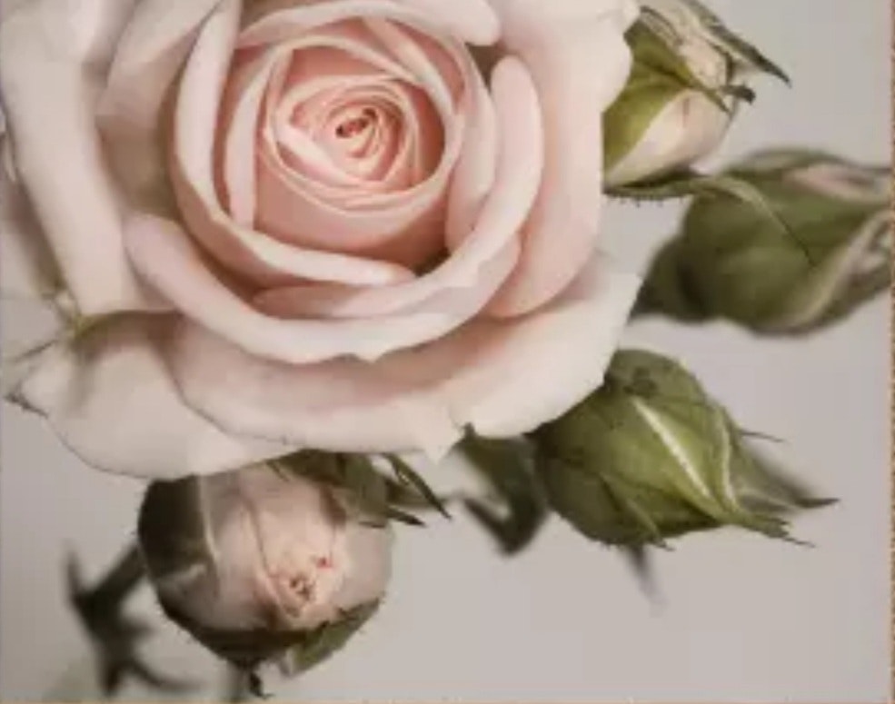 Rosa rose med knopper