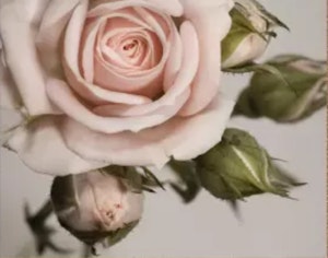Rosa rose med knopper