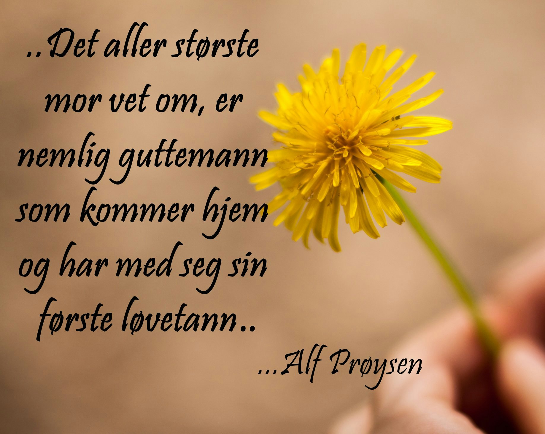 Løvetannen