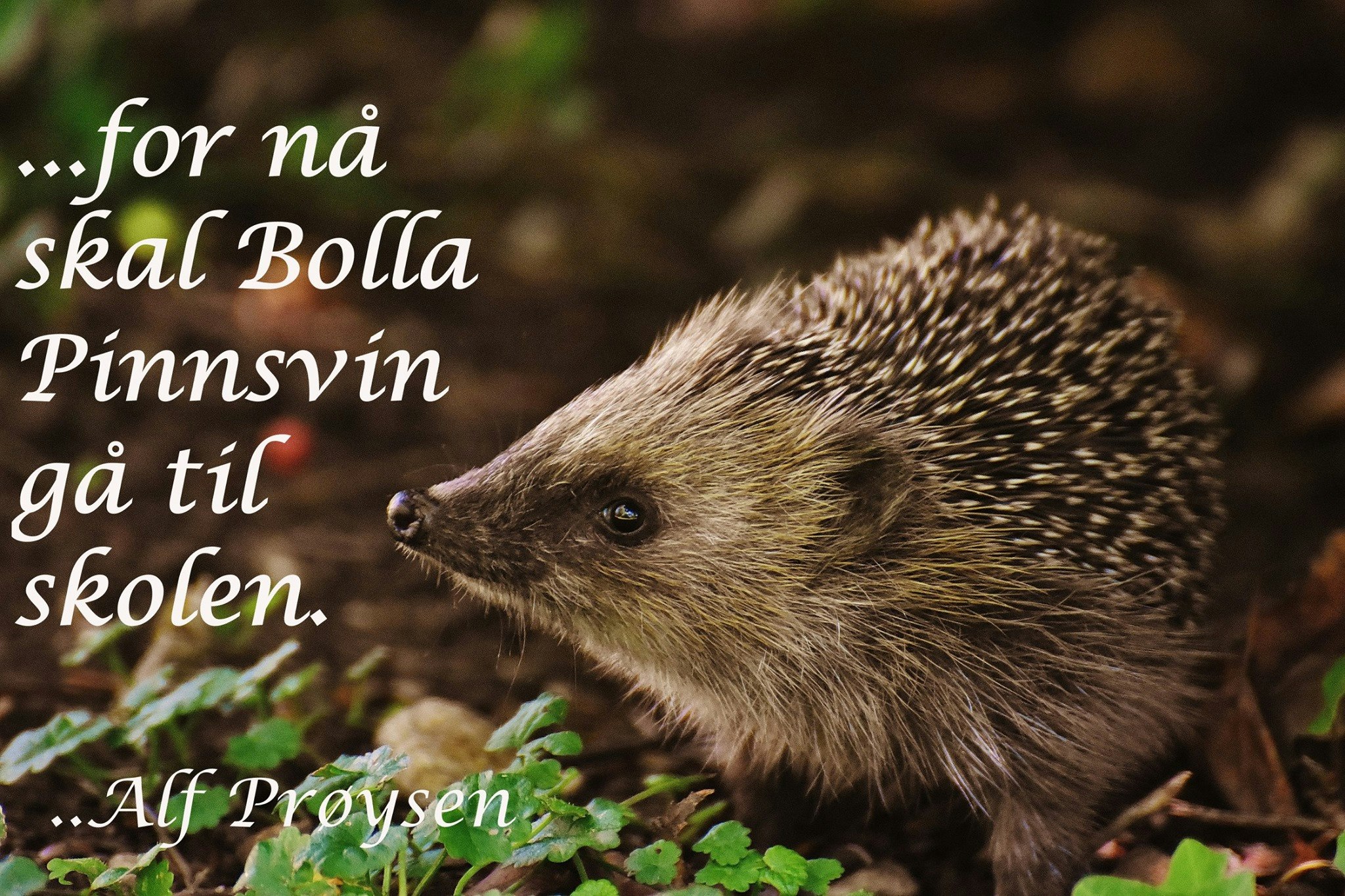 Bolla pinnsvin