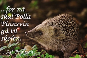 Bolla pinnsvin