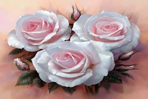 Tre rosa roser