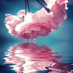 Rosa rose speiler seg i vann