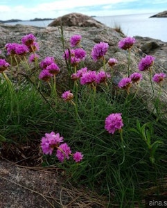 Strand nellik
