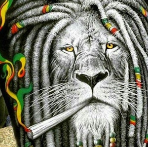 Rasta løve