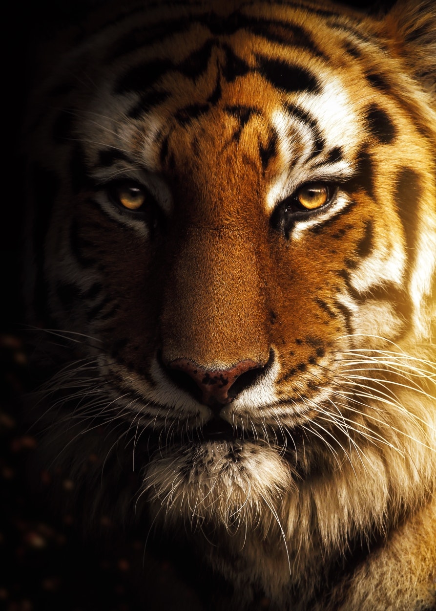 Golden Tiger ©MK5 studio