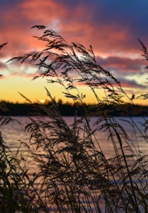 Natur Autumn Whispered to the wind.. ©Sari Heikkinen