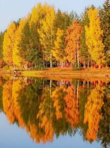 Natur høst The colours of autumn ©Sari Heikkinen