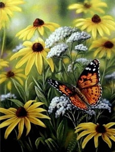 Sommerfugl og gule blomster