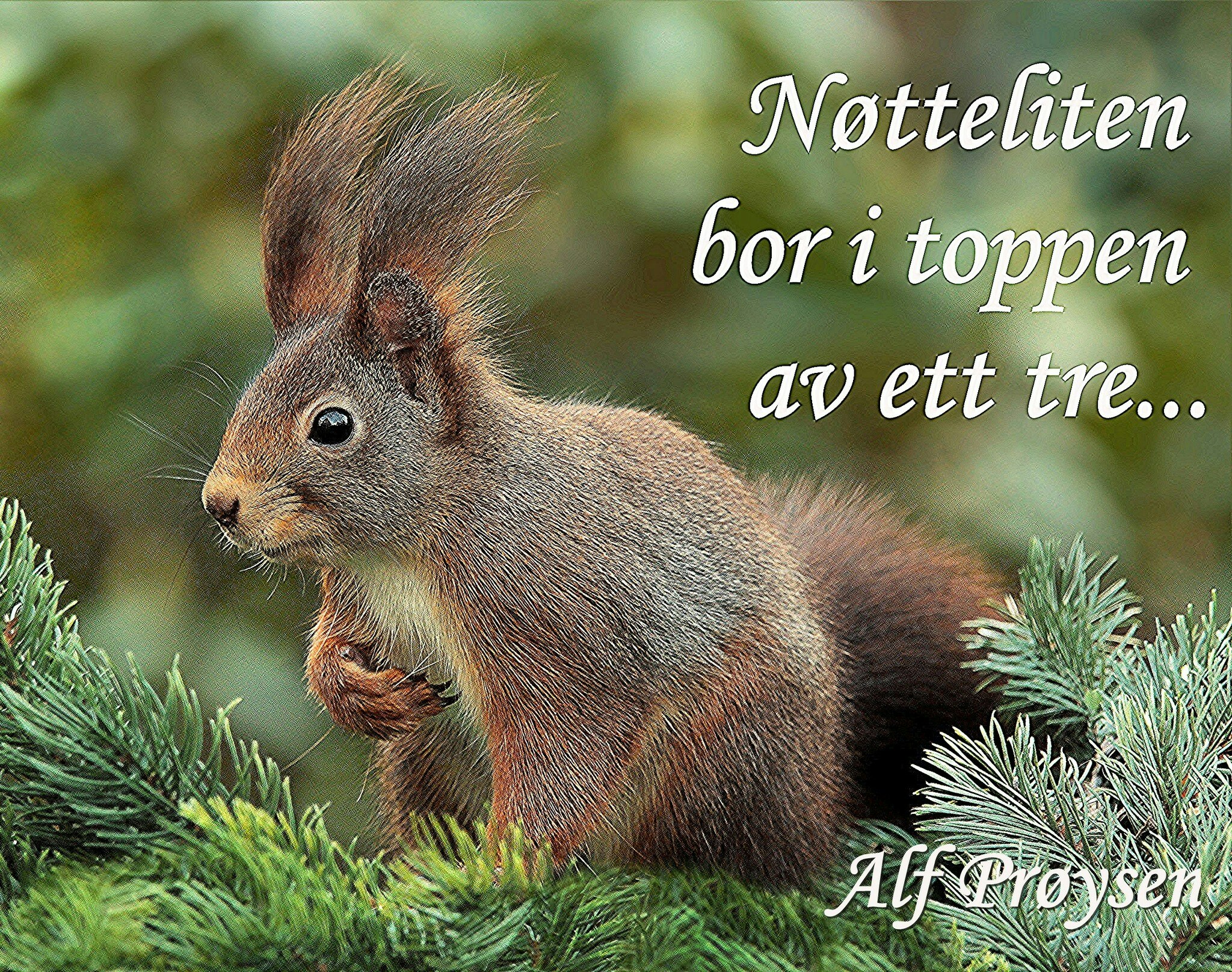 Nøtteliten ©Perlebilder
