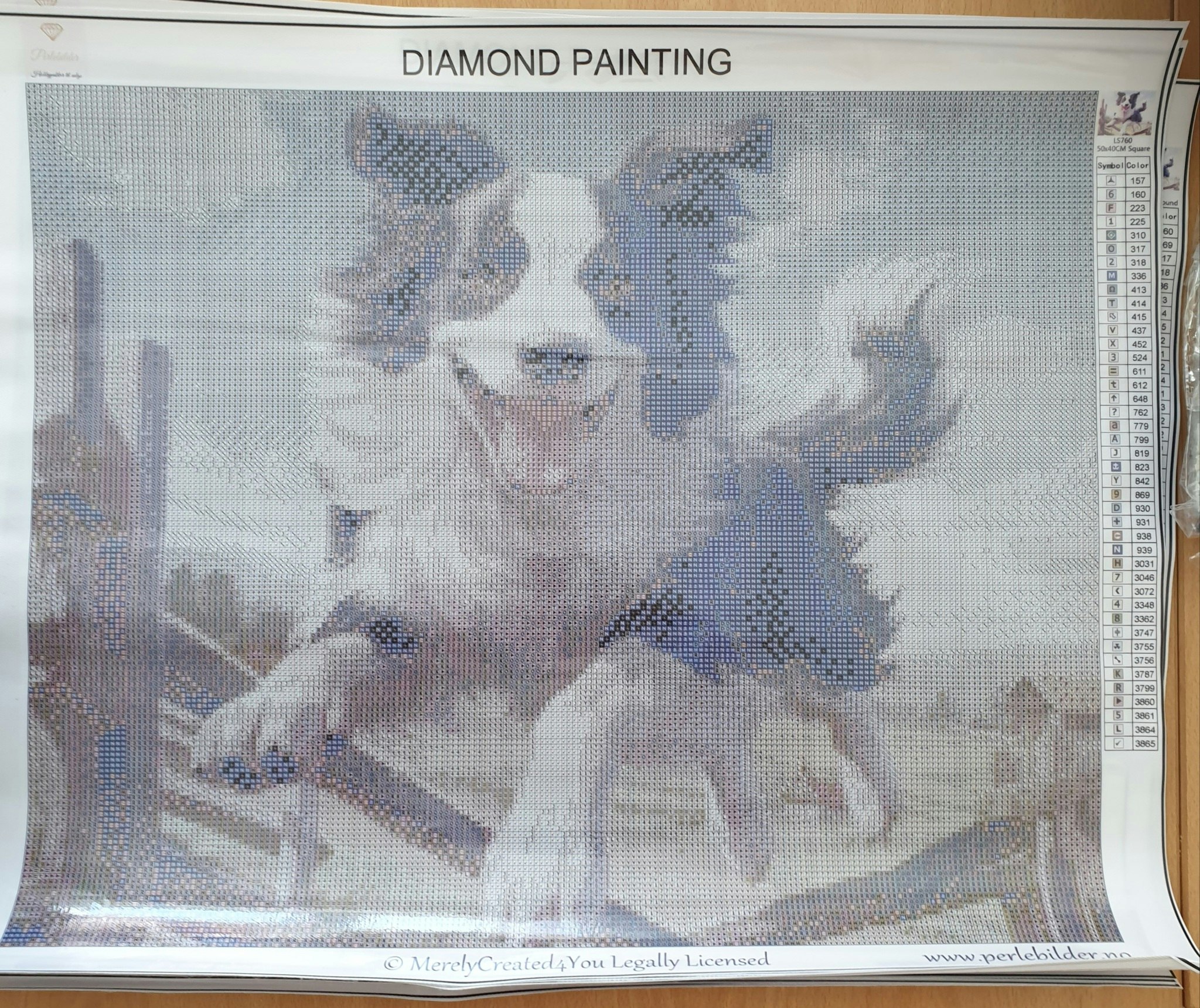 Border Collie  ©MerelyCreated4you