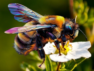 Humle på blomst med krystallperler © Soul to soul Gifts