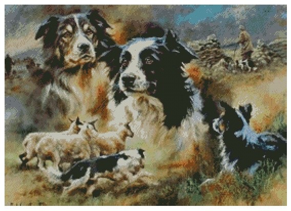 Border Collie