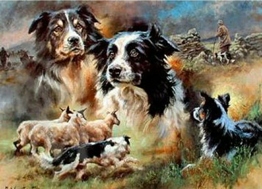 Border Collie