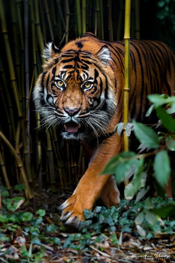 Tiger blant bambus , spesial bilde