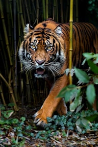 Tiger blant bambus , spesial bilde