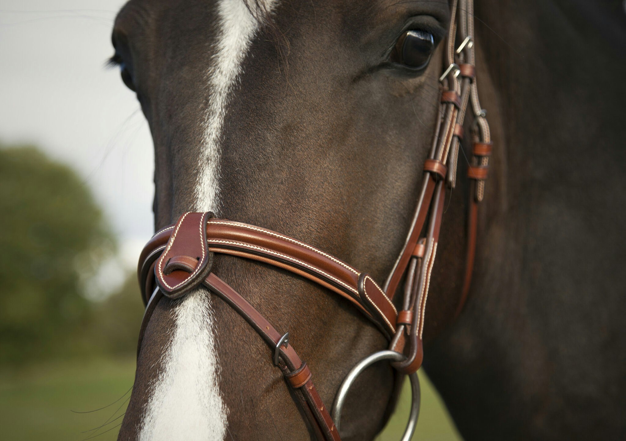 UTZONE Deauville Bridle Svart