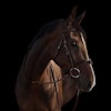 UTZONE Deauville Bridle Svart