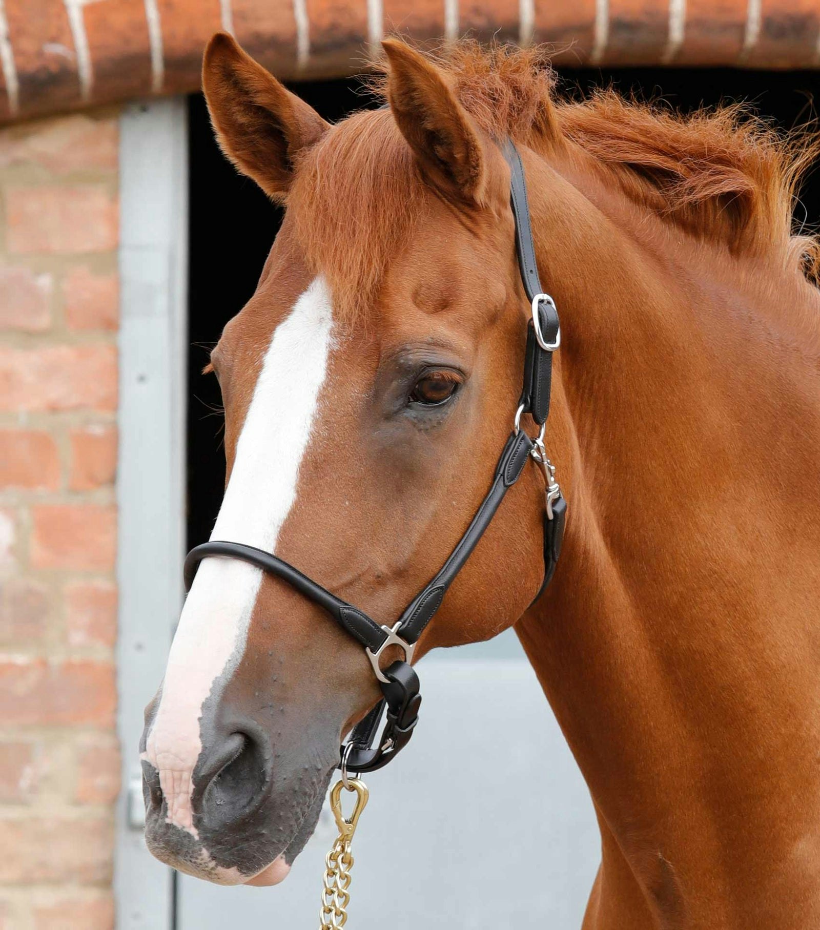 Lädergrimma från Premier Equine Svart