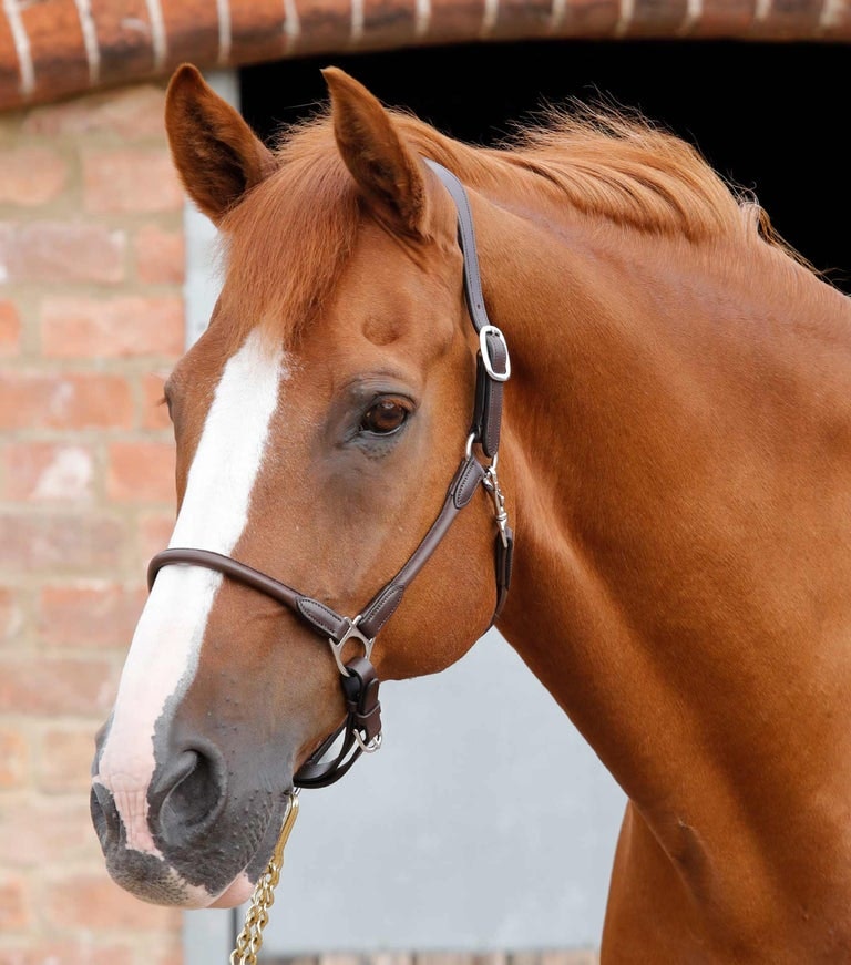 Lädergrimma från Premier Equine Brun