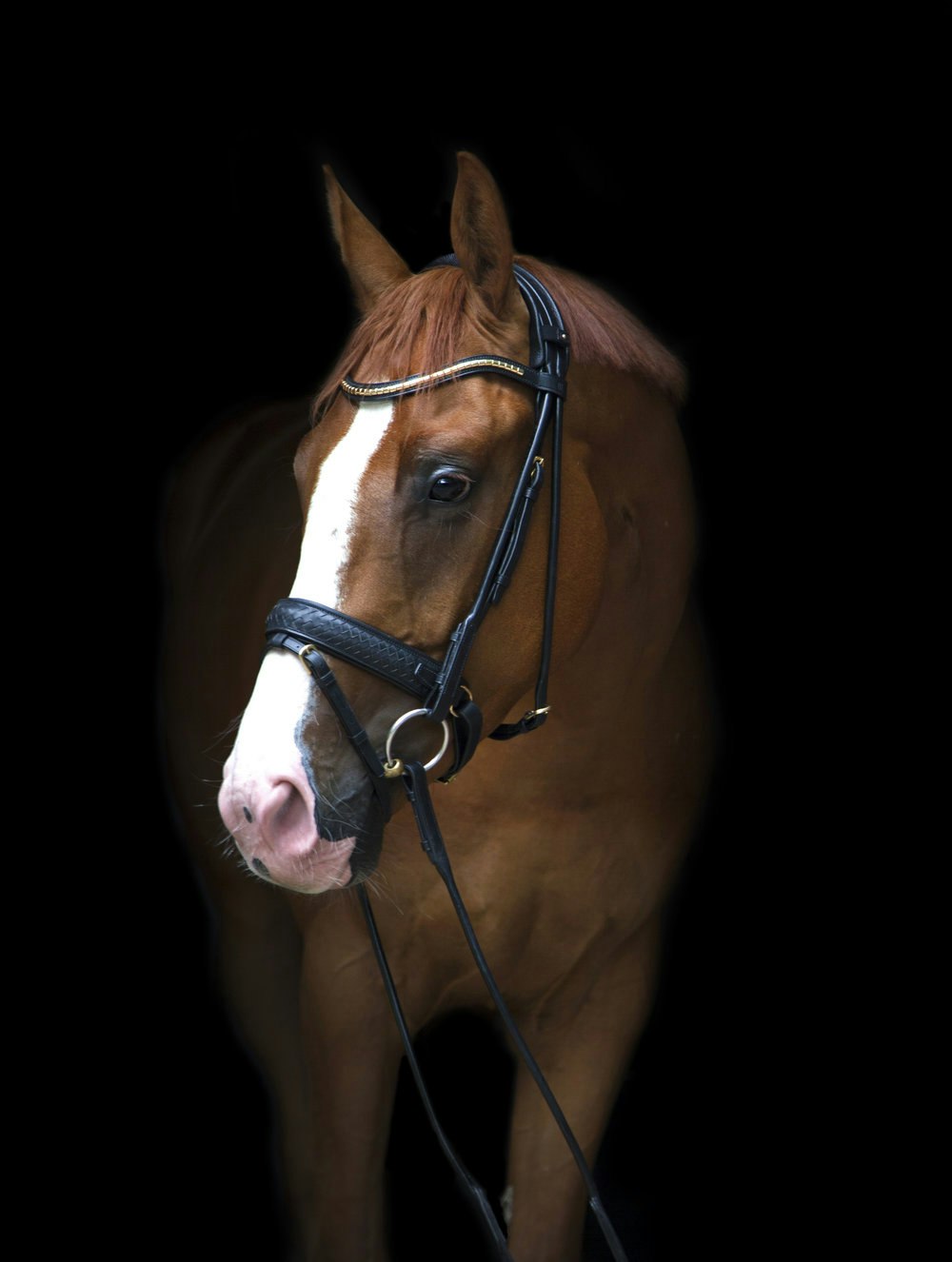 UTZONE Olympic Bridle Svart