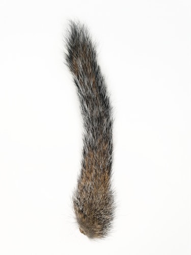 Grey Squirrel Tail