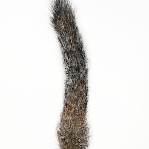 Grey Squirrel Tail