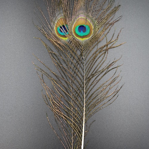 Peacock eye feather