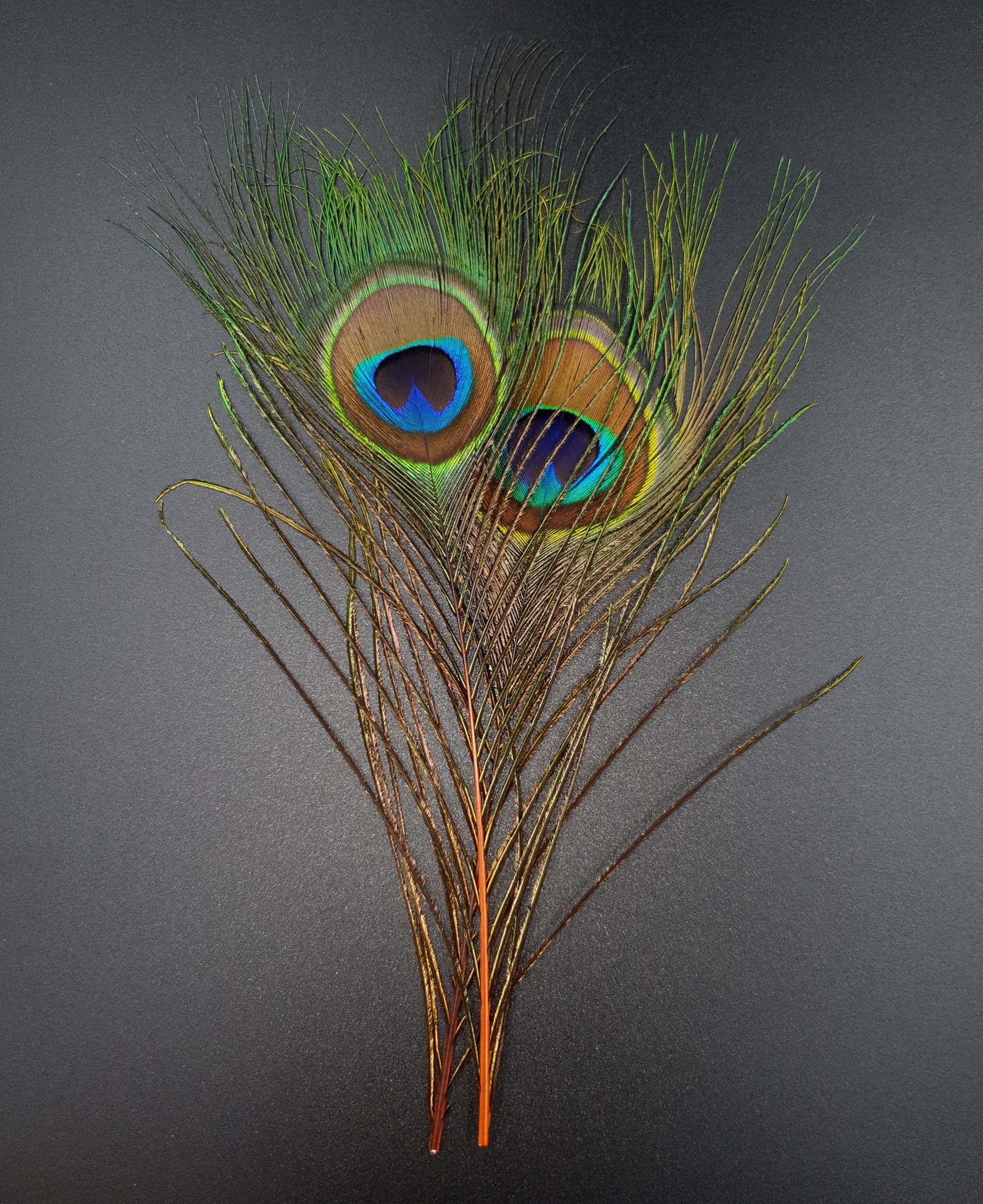 Peacock eye feather