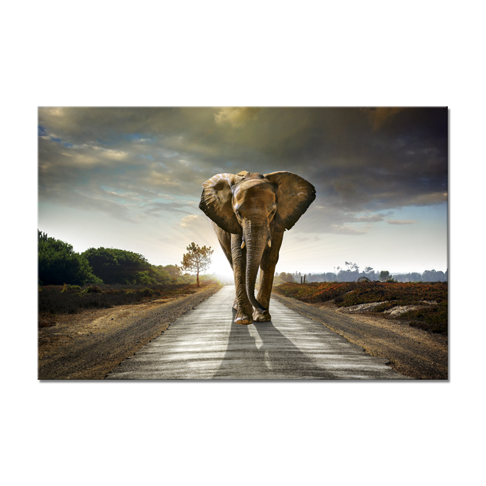 Canvas Tavla Elefant 75X100